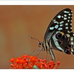 O efeito borboleta: parte 1