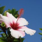 Despenalização da eutanásia em Portugal