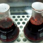 Própolis vermelha tem substâncias que inibem o crescimento de células cancerígenas