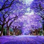 Tempos de calor, está-se roxo