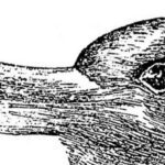 Vivemos democraticamente numa aristocracia