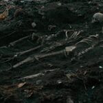 “Qual é o lado das árvores que possui mais galhos?” – ou: onde termina a Ecologia e começa o Capitalismo?