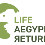 Resultados do primeiro ano de LIFE Aegypius Return trazem esperança para a recuperação do abutre-preto em Portugal