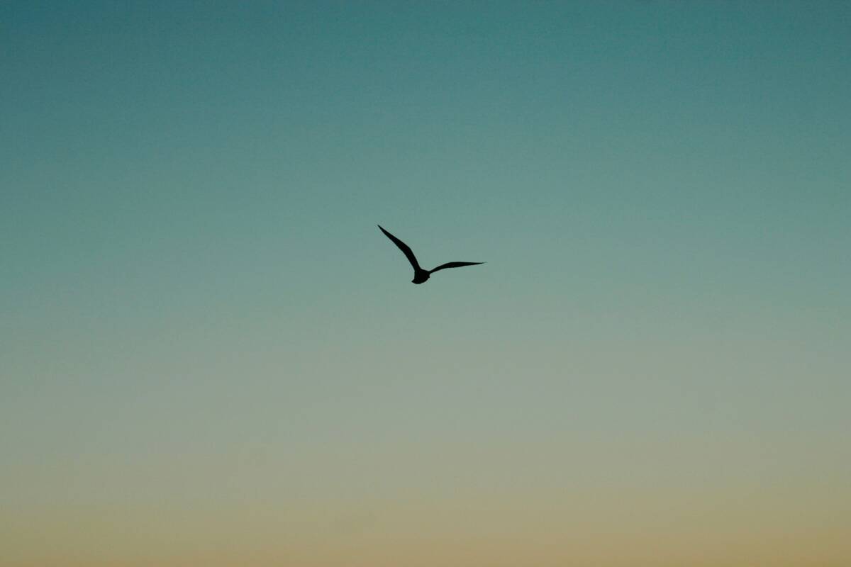 Entre Asas e Horizontes